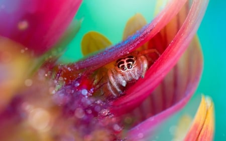 Spider - macro, pink, water drops, insect, spider, green, dew, flower