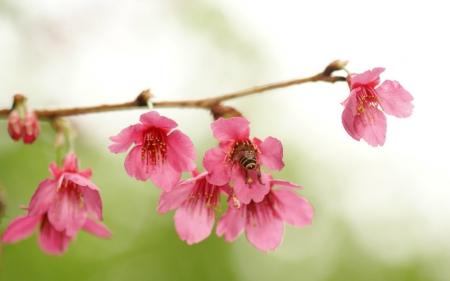 Spring - flowers, spring, nature, bloom