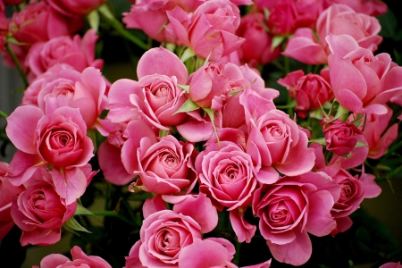 TAKE ONE,PLEASE:) - nature, roses, pink, spring, flower