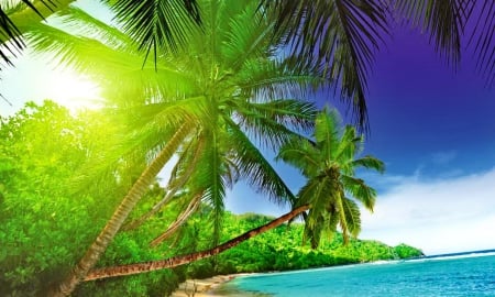 Tropical paradise - summer, beach, island, shore, exotic, paradise, place, sky, breeze, sunlight, beautiful, vacation, sea, lovely, ocean, rest, tropics, nature, rays, palme