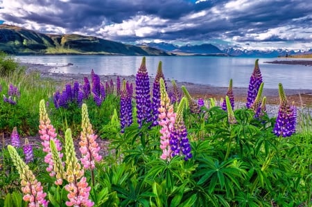 Lake lupine - clouds, lupine, summer, beautiful, meadow, reflection, flowers, shore, nature, serenity, cloudy, sky