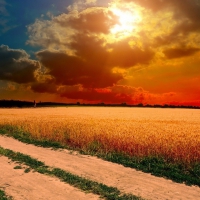 golden sunset over golden fields