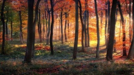 wonderful forest - leaves, sunshine, autumn, forest