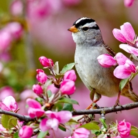 Bird of spring on flowers