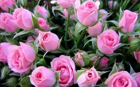 Pink Bouquet - flowers, roses, nature, bouquet, pink