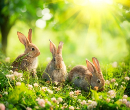 Cute Rabbits - cute, rabbits, garden, fields