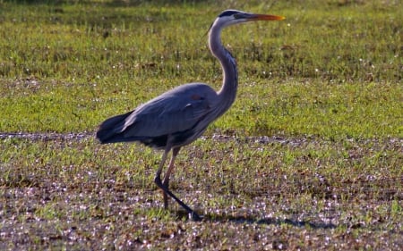 Great Blue Heron 1 - bird, Cypress Lake, avian, USA, photography, photo, Florida, wide screen, heron, animal, wildlife