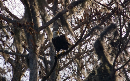 Bald Eagle 1 - bird, avian, photography, photo, raptor, wide screen, eagle, animal, wildlife