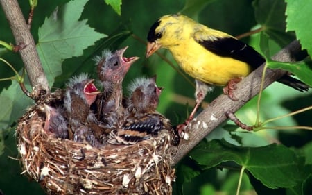 American Goldfinch Mother 1 - wide screen, wildlife, nestlings, photography, songbird, bird, avian, goldfinch, mothers day, animal, photo