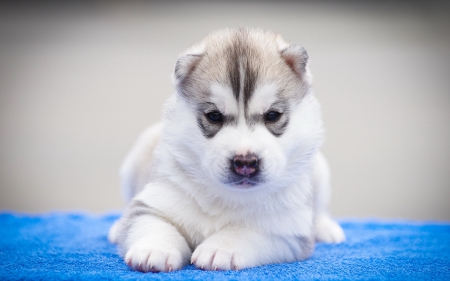 Puppy - puppy, friend, husky, dog