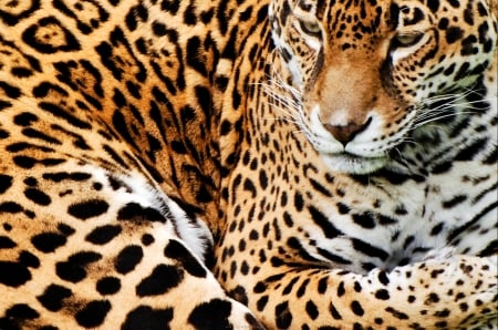 resting leopard - dots, body, spots, pattern