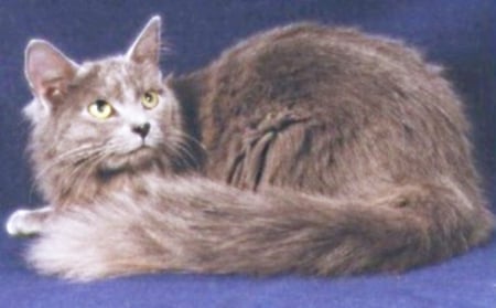 nebelung - female, Princess, longcoat, feline