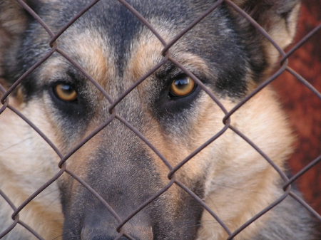 Behind a fence - guards, shepherd, watchdog, eyes, german