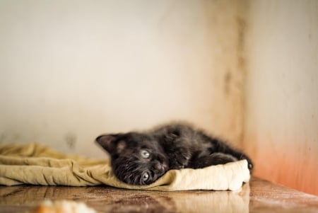 Cat - paws, face, pretty, cute, animals, beautiful, cat, sleeping, kitty, cats, kitten, hat, lovely, cat face