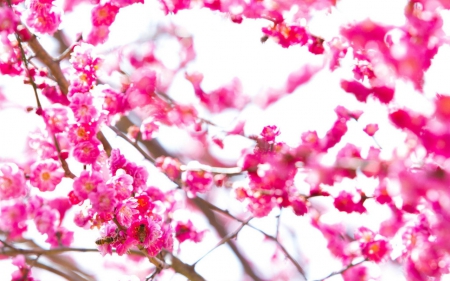 Spring - flowers, spring, pink, nature