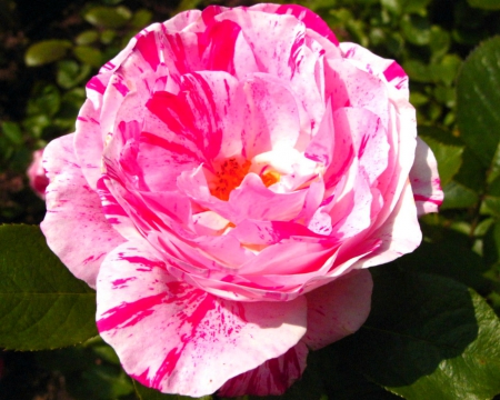 Pink flower - flower, petals, pink, nature