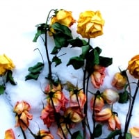 Snow Roses