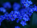 Blue flowers