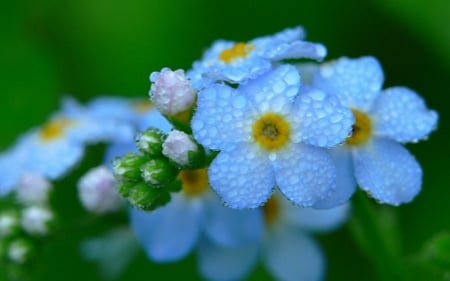 Blue flowers - flowers, petals, nature, blue