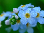 Blue flowers