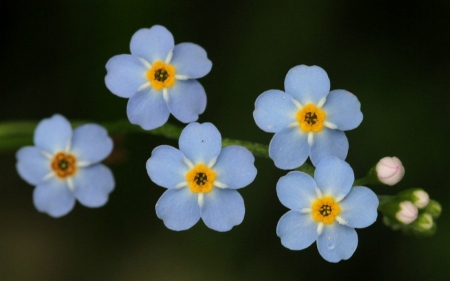 Blue petals - flowers, petals, nature, blue