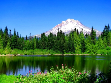 Trillium lake - grass, forest, reflection, mountain, calmness, flowers, shore, peak, lake, nice, sky, greenery, trees, beautiful, lovely, tranquility, serenity