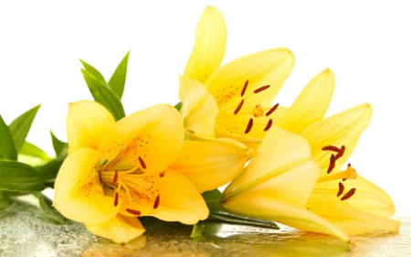 Yellow flower - flowers, yellow, petals, bloom