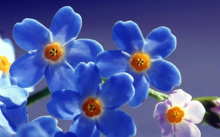 Blue flowers - nature, flowers, bloom, petals