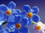 Blue flowers