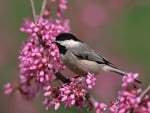 Carolina chickadee