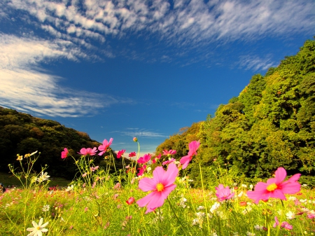 Wildflowers - sky, mountain, hills, summer, field, meadow, lovely, nature, pretty, clouds, beautiful, flowers, grass, wildflowers