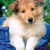 CUTE FRIENDLY COLLIE