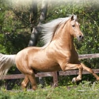 Palomino Andalusian