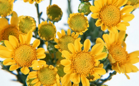 Yellow flowers - flowers, yellow, petals, bloom