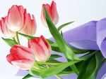 Pink tulips