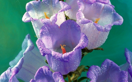 Beautiful flowers - flowers, purple, petals, nature