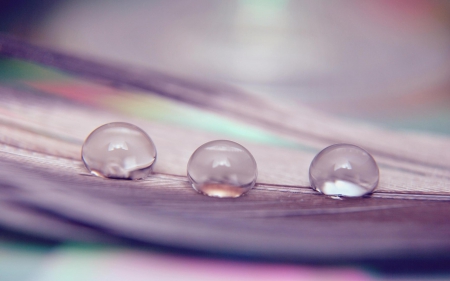 Water drops - droplet, petal, dew, water drops, macro