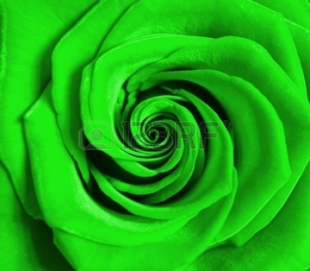 Lovely green rose - green, color, cool, rose