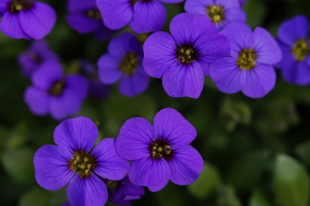 Purple Flowers! - nature, purple, flowers, lovely