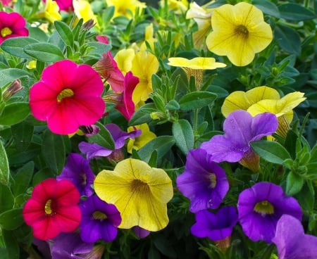 Coloured Flowers! - flowers, coloured, lovely, nature