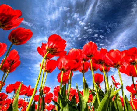 Tulip Up - flowers, clouds, red tulip, beautiful, blue sky