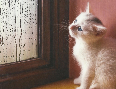 Kitten - kitten, window, rain, cute, paws