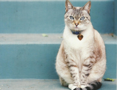 Cat - paws, steps, cute, cat