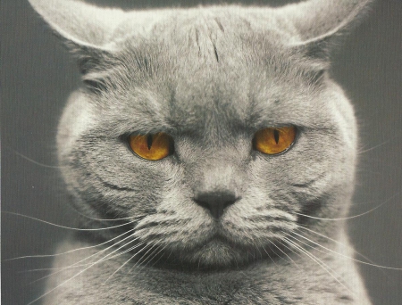 Gray cat