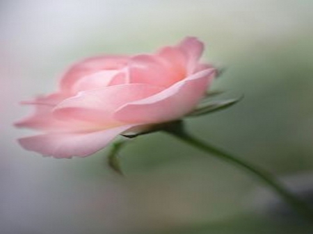 A Simple Pink Rose - beauty, nature, roses, soft, pink, flowers