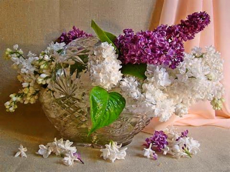 Lilac spring - flowers, white, purple, lilacs, petals