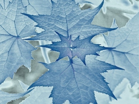 Blue Leaves - trees, forest, blue, leaves