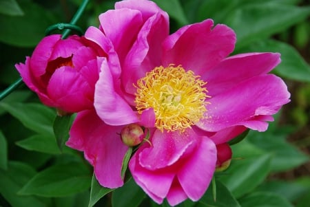 Pink Peony - blossom, garden, springtime, spring, leaves