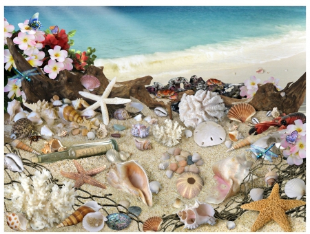 Sea Shells - white, saeshells, starfish, beach, sandy