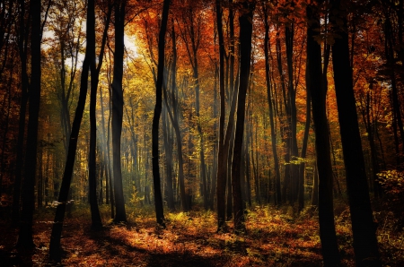 Autumn Forest - sunbeams, mystic, trees, forest, dark, beautiful, sunrays, autumn leaves